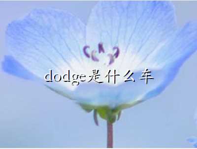 dodgeʲô